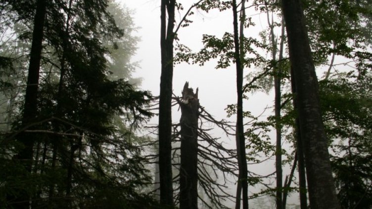 Пожарът в резервата "Бистришко бранище" е тръгнал от загинали смърчови дървета. Снимка: Facebook