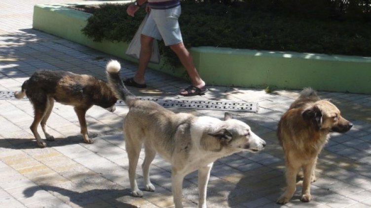 Глутници безстопанствени кучета лаят по хората в центъра на Варна. Снимка: Булфото