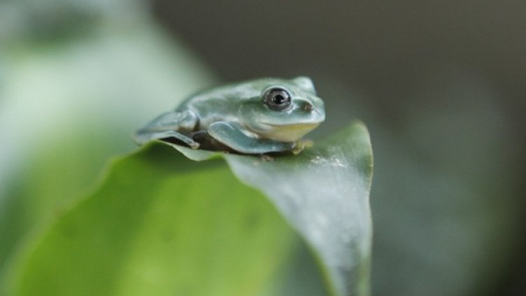 Жабата принц. Снимка: Reuters