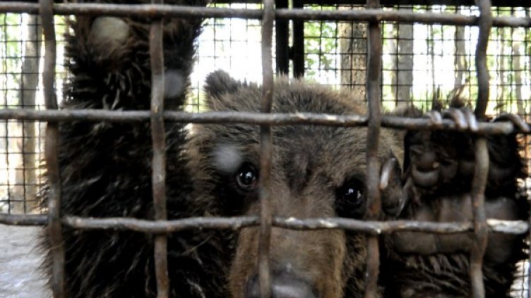Настя. Снимка: "Четири лапи"