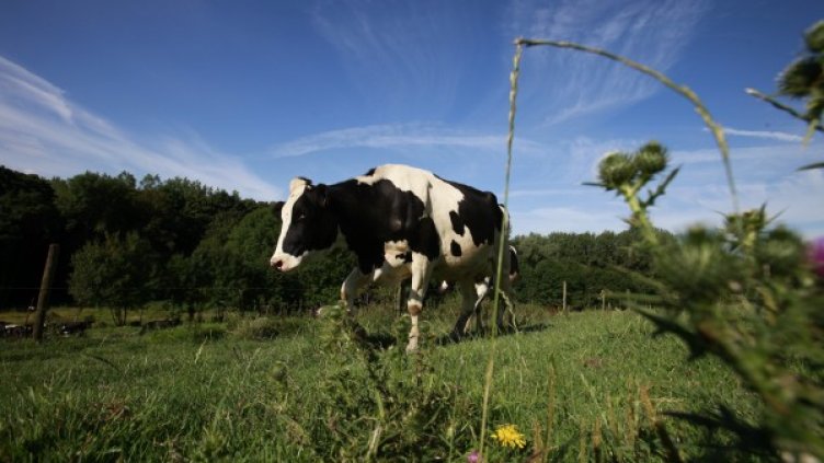 Френски фермери експериментират отлеждане на крави с вино.  Снимка: архив, Reuters