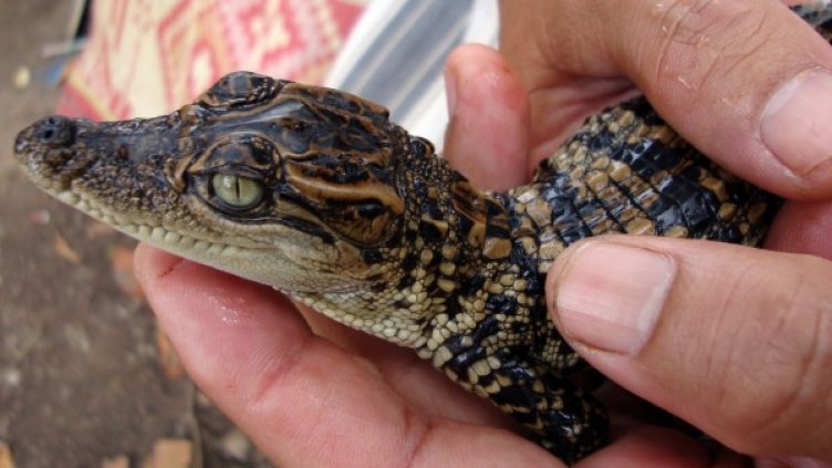 Популацията на сиамския крокодил е от едва няколко хиляди екземпляра. Снимка: Reuters