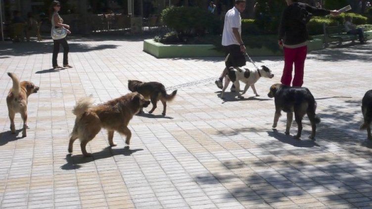 Снимка: Булфото