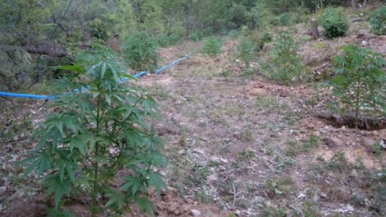 Насажденията с канабис са били разгърнати на площ от около 250 кв. м. Снимка: МВР