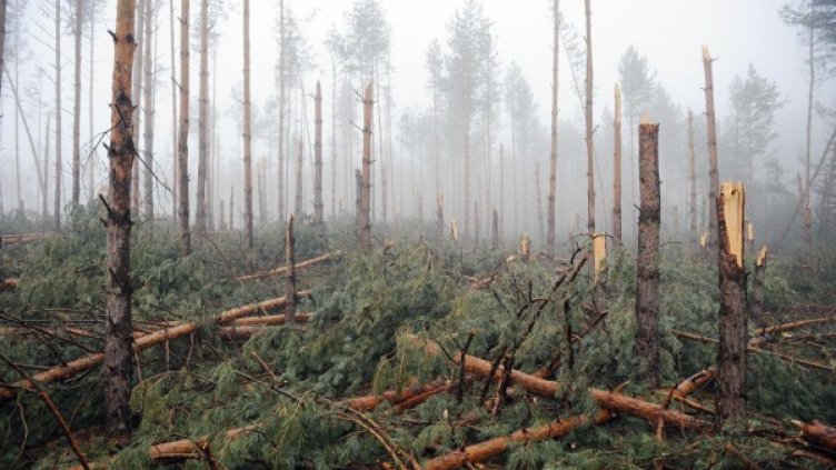 Снимка: Булфото