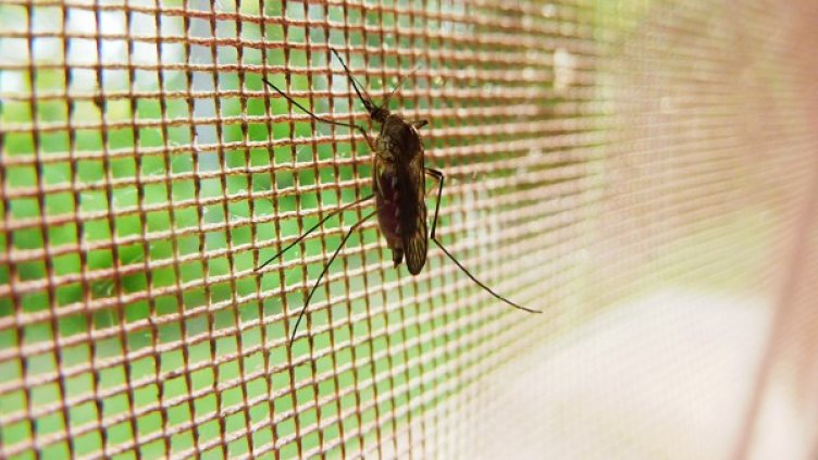 Снимка: архив, Булфото