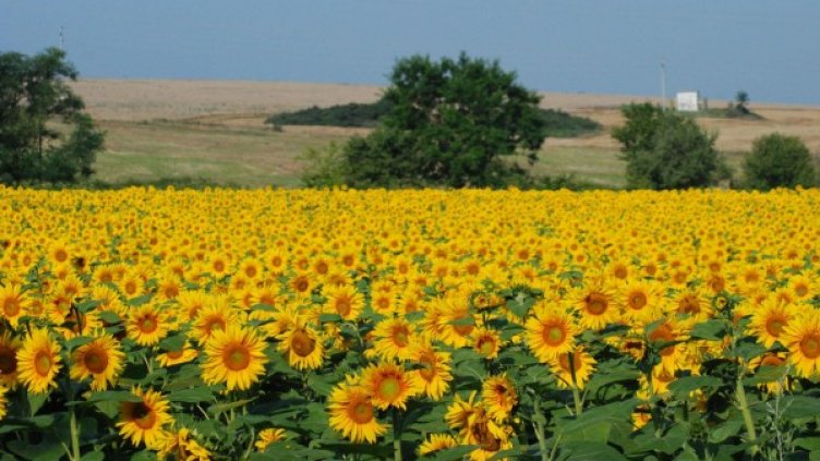 Снимка: Булфото