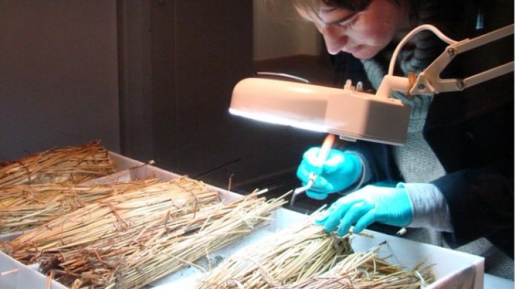 Експерт внимателно обработва бутилка с уиски, оставена от експедицията на Шекълтън. Снимка: National Geographic