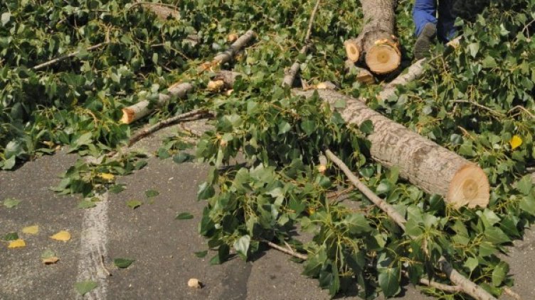 Тополата отне живота на 50-годишна жена. Снимка: Булфото