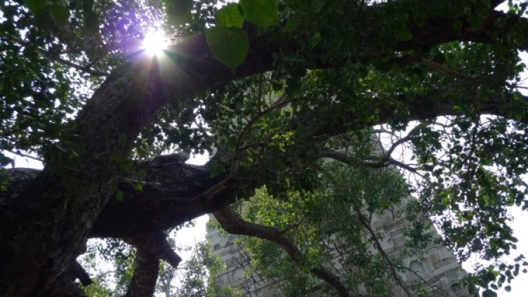 1500-годишният храм зад свещеното дърво се посещава от много туристи. Снимка: Reuters