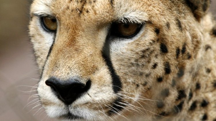 Гепардът развива скорост от 100 километра в час. Снимка: Reuters