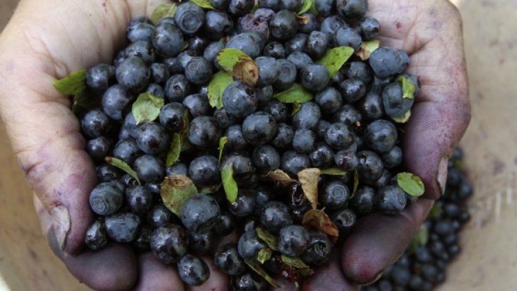 70 берачи на боровинки са се сбили в шведския град Евле. Снимка: архив, Reuters