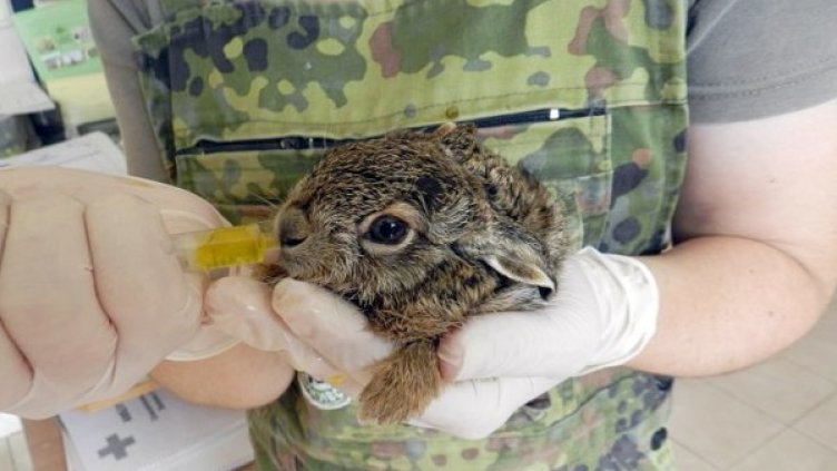 Снимка: Зелени Балкани
Снимка: Зелени Балкани