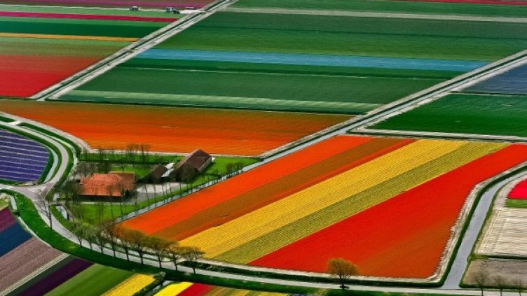 От всички липси на студентите в Сибир излишъка на цветове е сред най-чувствителните. Снимка: Facebook