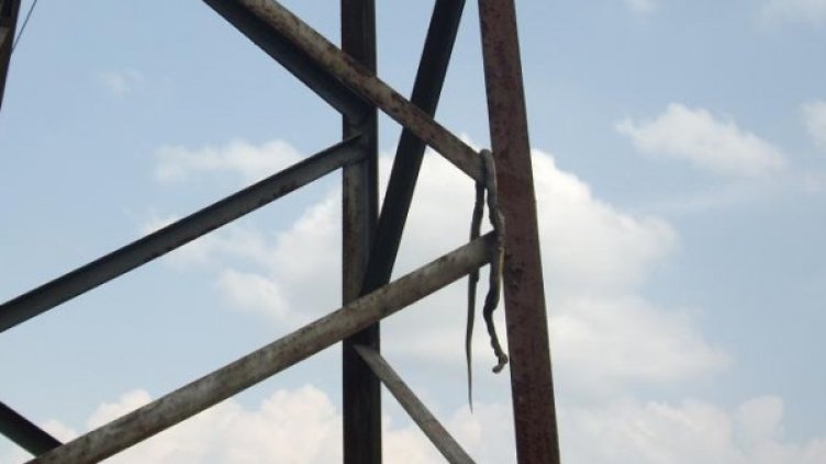 Причината за аварията. Снимка: ЧЕЗ