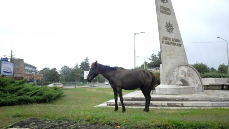 Снимка: Булфото