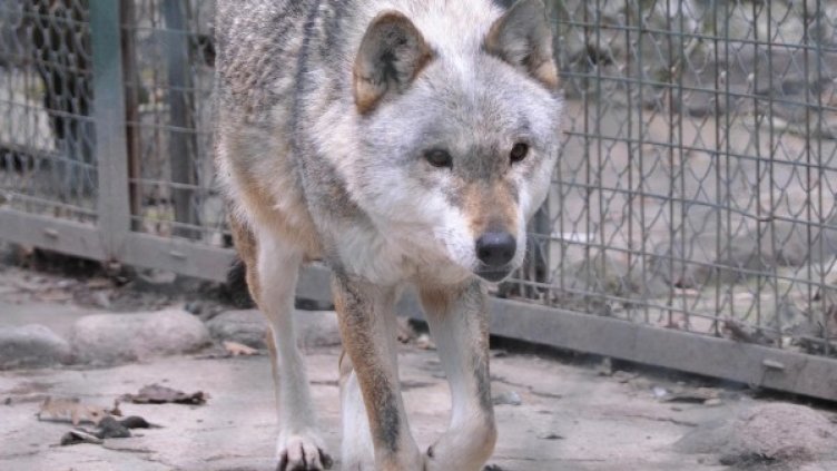 Снимка: Булфото