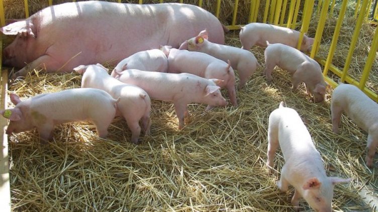 Снимка: Булфото