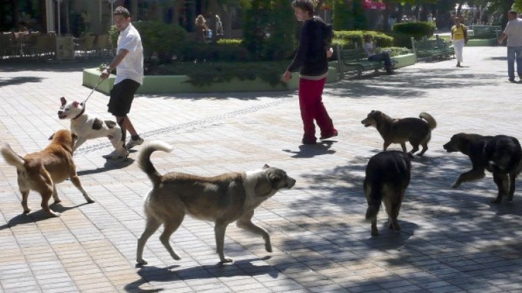 Снимка: Булфото