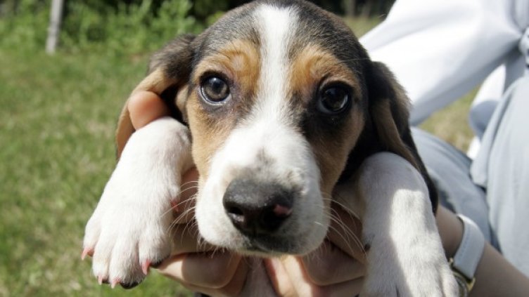 Вероятно с такъв поглед Арни е измъкнал под носа на стопанката си парите й. Снимка: Reuters