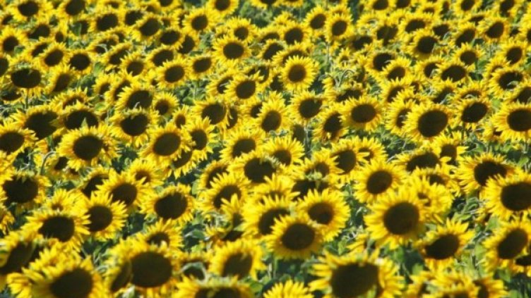 Снимка: архив, Булфото