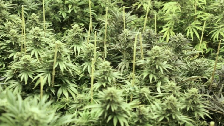 В САЩ проведоха голяма операция по разкриване на незаконни плантации с канабис. Снимка: архив, Reuters