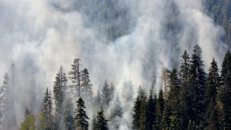 Гори борова гора при село Пастра. Снимка: Булфото
