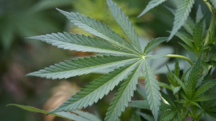 Марихуаната е била открита в двор. Снимка: Reuters