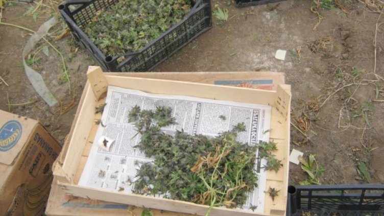 Иззето е голямо количество марихуана. Снимка: архив Булфото