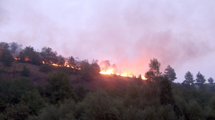 Окончателната статистика за щетите от летните пожари ще бъдe готовa едва през есента. Снимка: БТА