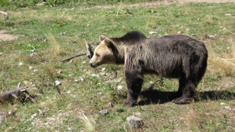 Снимка: Парк за танцуващи мечки град Белица