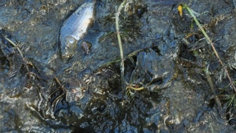 Снимка: архив, Булфото