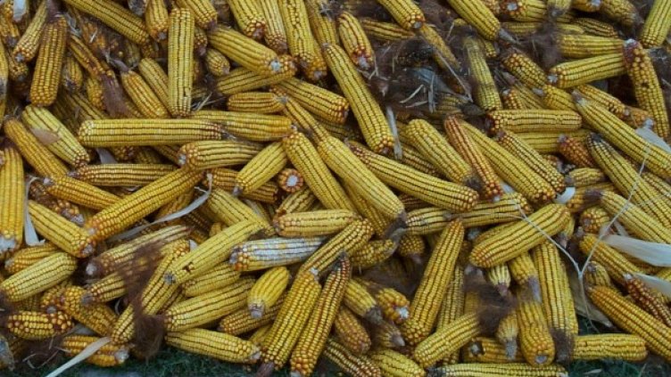 Ромите събирали царевица от нивите. Снимка: Булфото