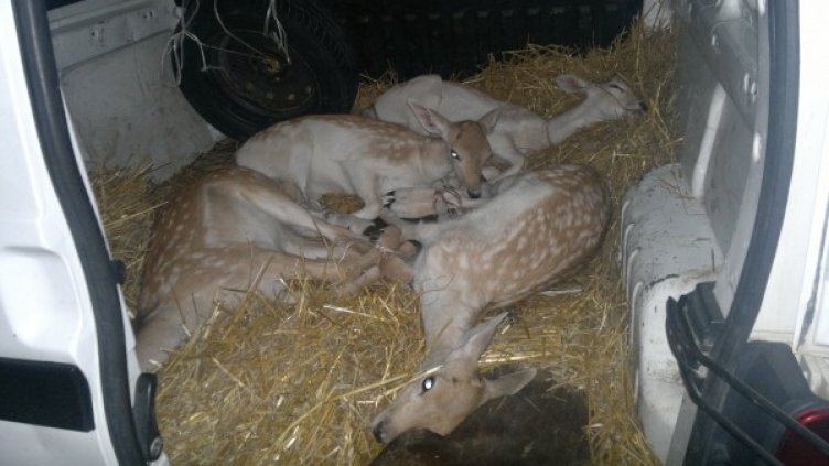 Четирите открити еленчета. Снимка: Агенция "Митници"