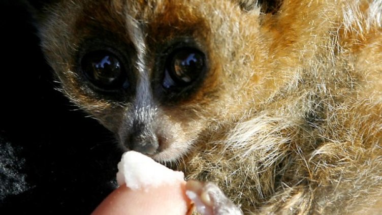 Маймунката Лори се побира в шепата на човешка ръка. Снимка: Reuters