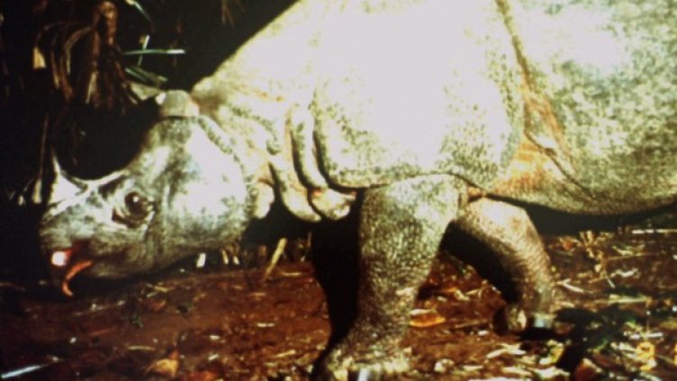 Яванският носорог е сред най-застрашените видове. Снимка: Reuters