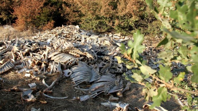 Откритите кости край хасковските села. Снимка: Impact Press Group