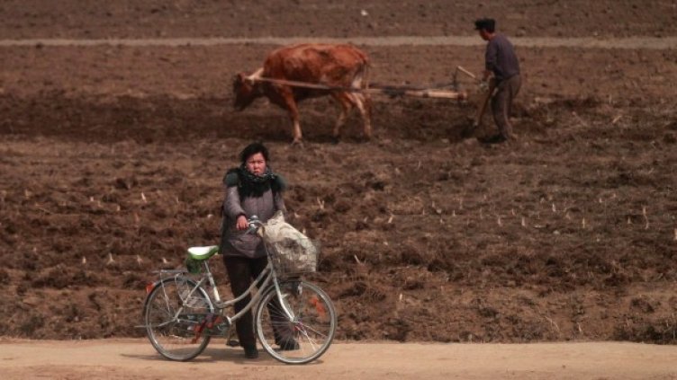 Мъж оре нива северозападно от Пхенян. Снимка: архив, Reuters