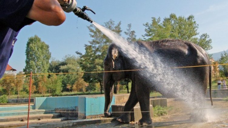 Слоницата Артайда е голямата атракция столичния зоопарк. Снимка: Булфото