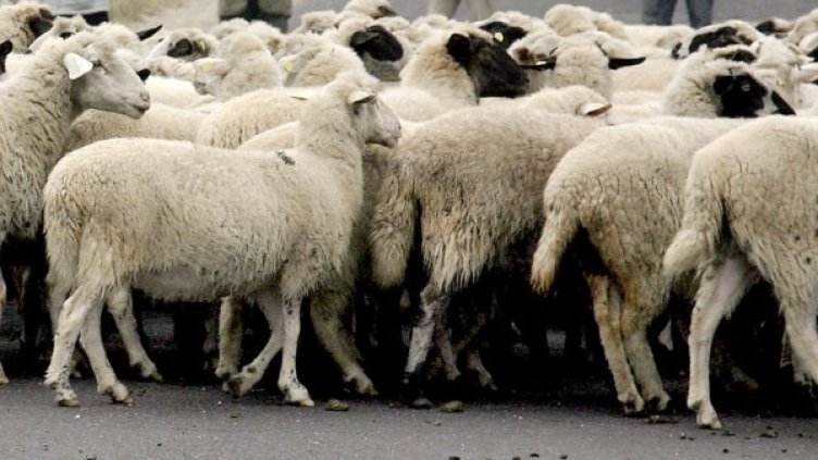 Снимка: Архив Булфото