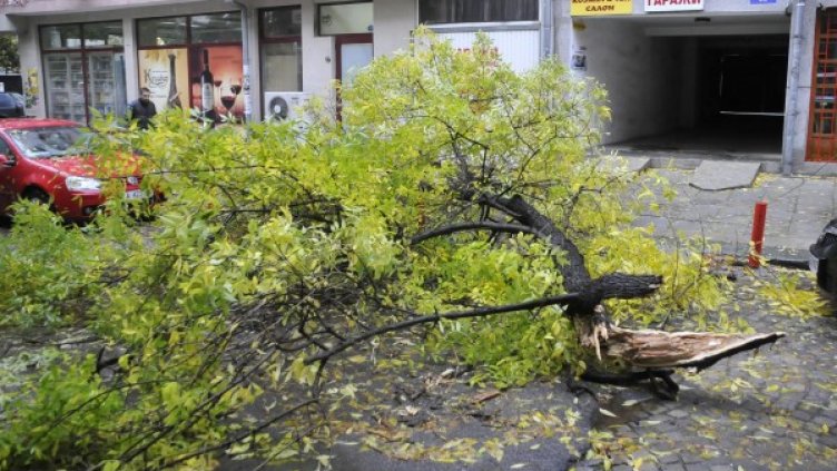 Снимка: Булфото