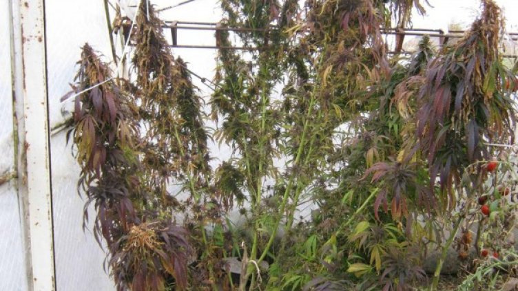 Снимка: Архив Булфото