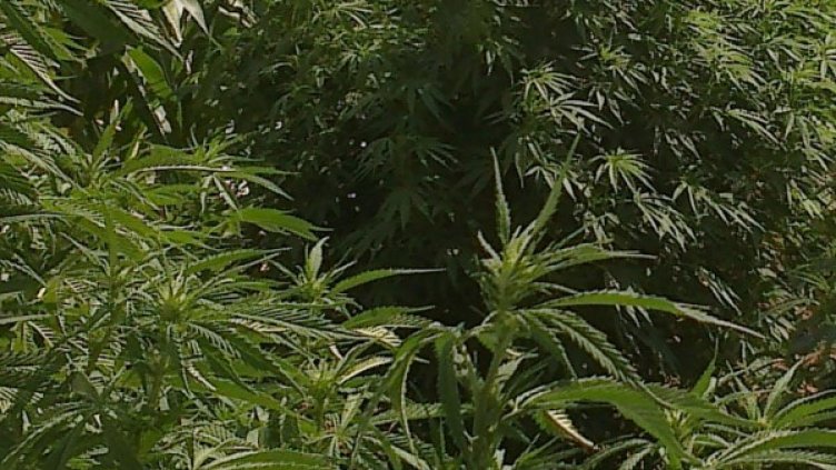 Младежи зарибяват деца с дрога, като им организират нощни партита. Снимка: архив, Булфото