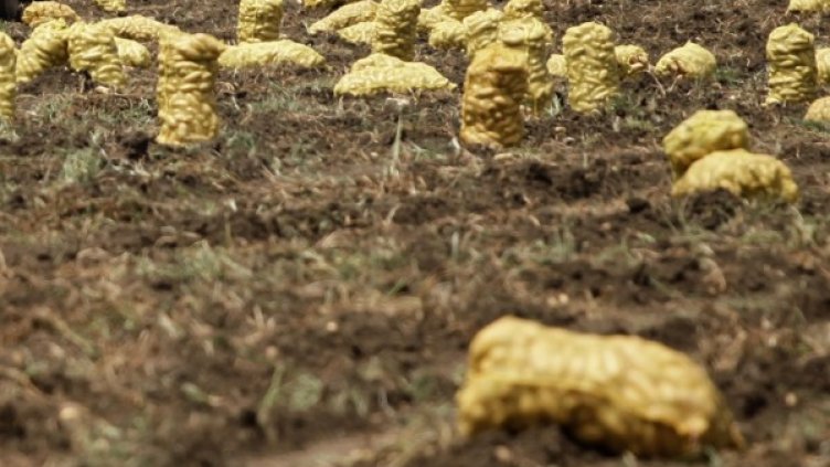 Българи от години работят като надничари по нивите в Сърбия. Снимка: архив, Reuters