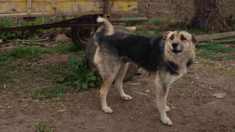 Снимка: архив, Impact Press Group