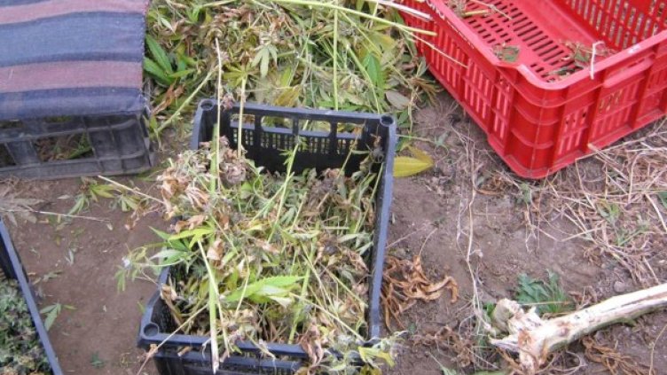 Снимка: Булфото