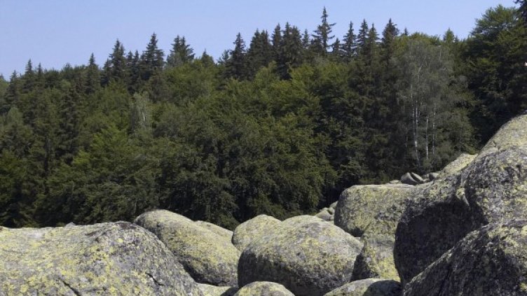 Вече няма много диви животни на Витоша, разказва баба Грозданка. Снимка: архив Булфото