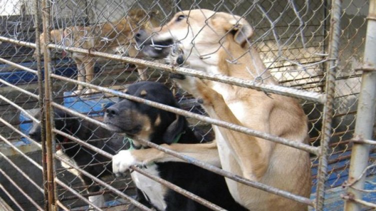 Снимка: Булфото