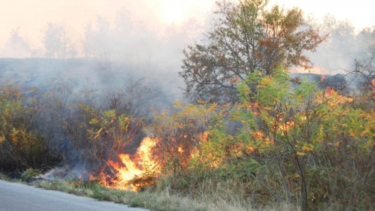 Снимка: Архив Булфото