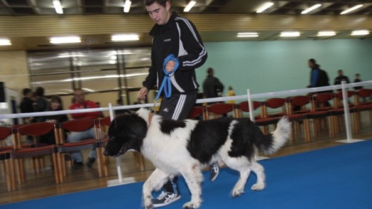 Кучето на премиера. Снимка: Dnes.bg